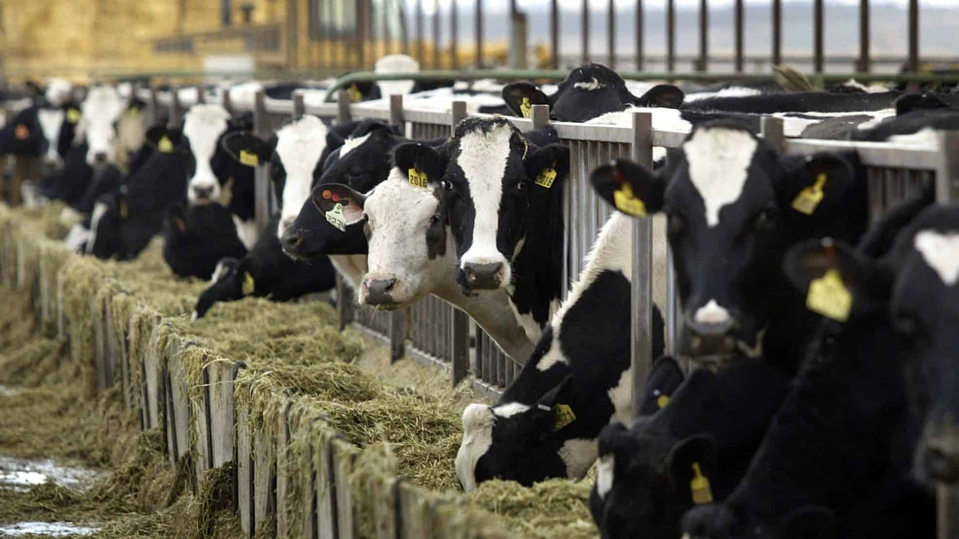 Guidelines for animal husbandry infrastructure development fund | पशुपालन अवसंरचना विकास निधि के लिए दिशानिर्देश | KRISHI ALERT Guidelines for animal husbandry infrastructure development fund | पशुपालन अवसंरचना विकास निधि के लिए दिशानिर्देश | KRISHI ALERT