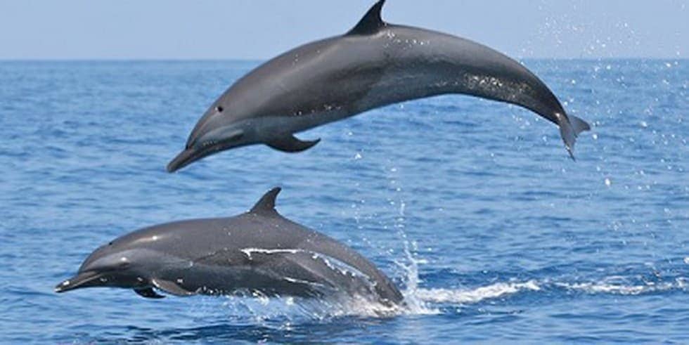 Dolphin based Ecotourism program launch at various sites along the Ganga  River | KRISHI ALERT