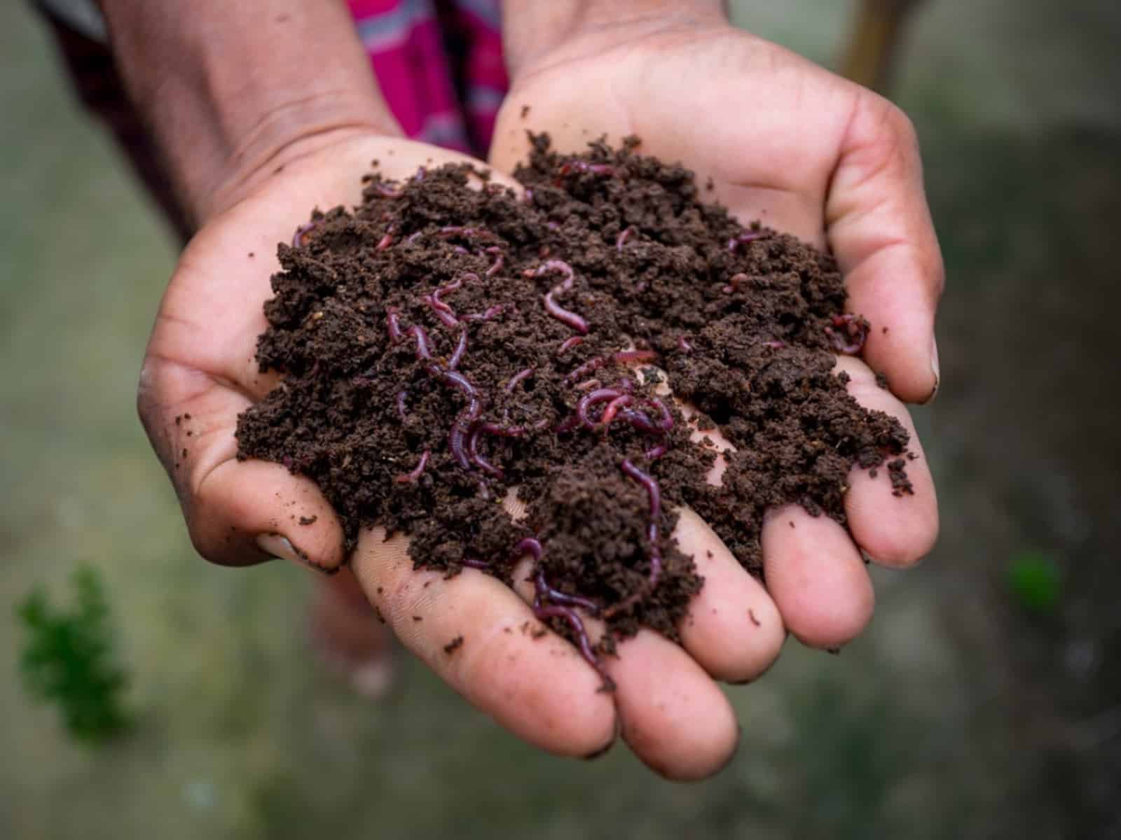 बागवानी के दौरान भूलकर भी ना करें ये गलतियां, सीड स्टार्टिंग मिक्स की सहायता से उगाएं अच्छे पौधे-Do not make these mistakes during gardening, grow good plants with the help of seed starting mix